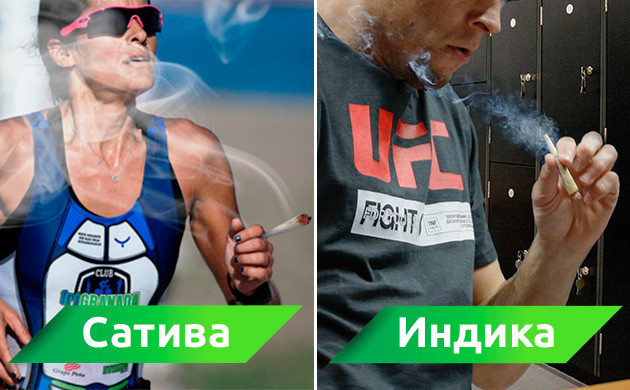 Совмещение сативы и индики с занятиями спортом