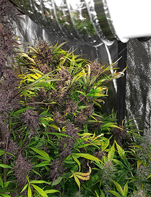 Харвест марихуаны на 7 неделе цветения Куст LSD Auto перед харвестом