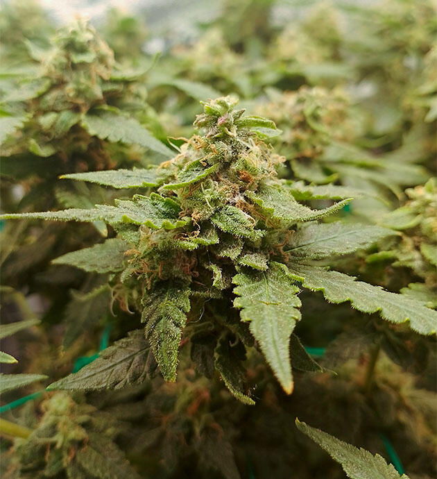 Созревшая шишка конопли