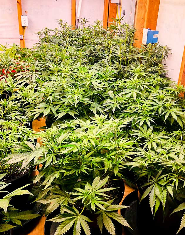 Стимуляция цветения сорта Gelato Auto