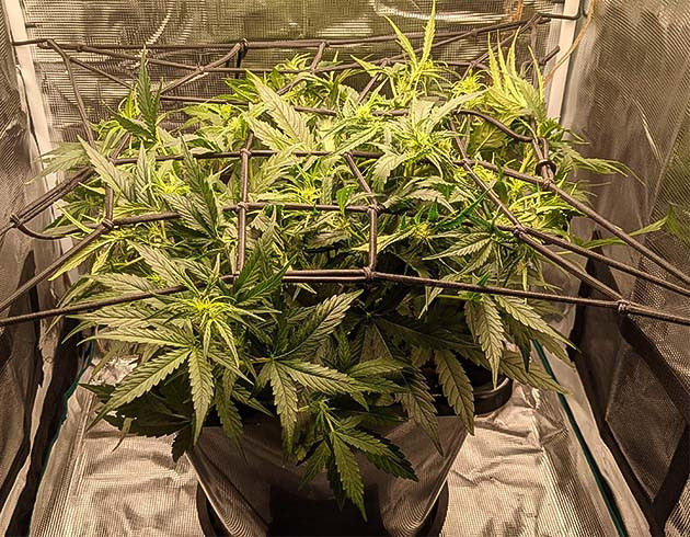 Растение показало сумасшедший рост 6 неделя выращивания Critical Kush Auto
