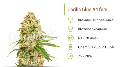 Gorilla Glue#4 от Cali Buds Seeds