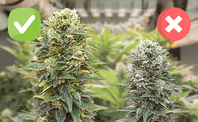 Фенотипы конопли