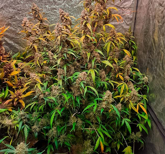 Предхарвест Johnny Cage Auto