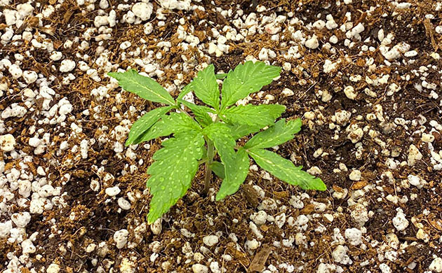 Росток с двумя парами веерных листьев