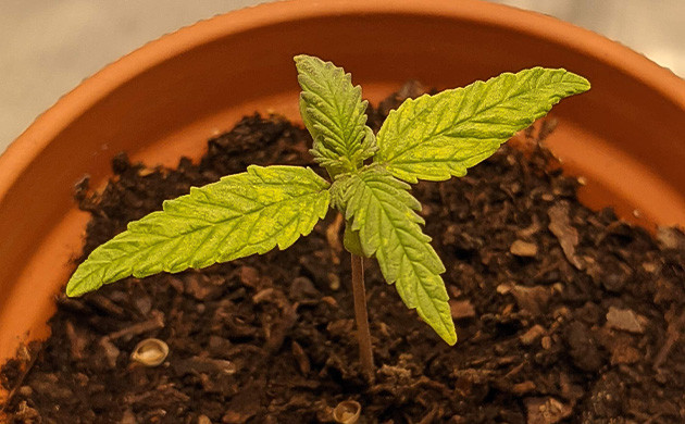 Кусты в тканевых горшках Вторая неделя выращивания