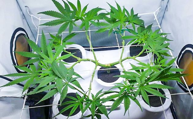 Установка сетки скрог