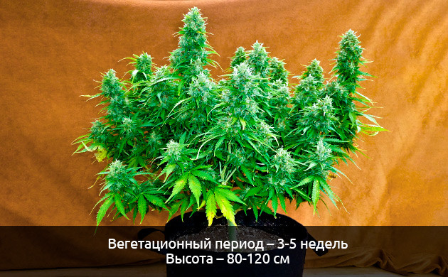 Компактные размеры автоцветущих кустов Малые размеры автоцветущих сортов