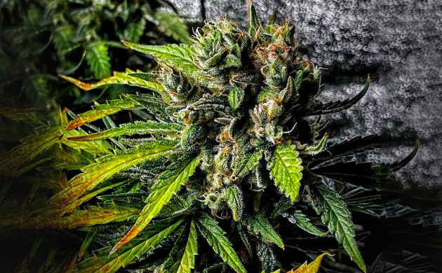 Шишка Lemon Pie Auto