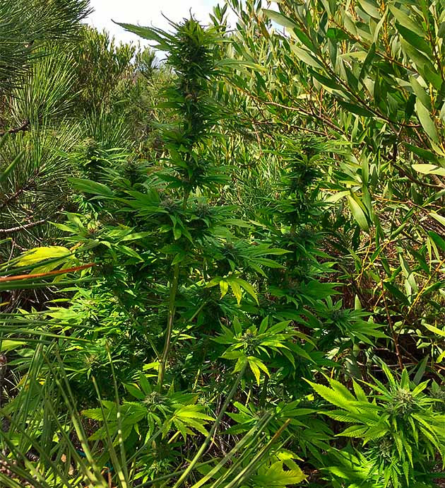 Куст конопли в солнечную погоду