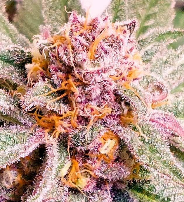 Шишка конопли, покрытая снежными трихомами