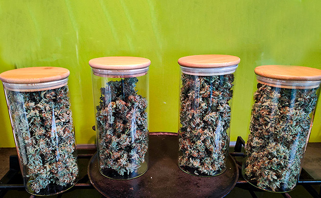 Харвест Bubba Island Kush Сбор урожая Bubba Island Kush