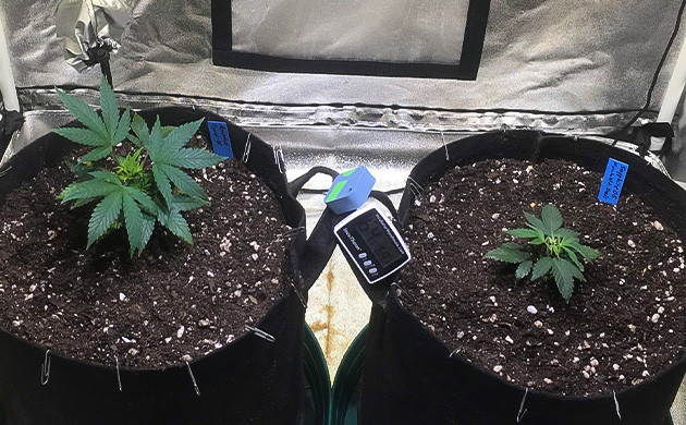 Sapphire OG: обжиг листьев и рост