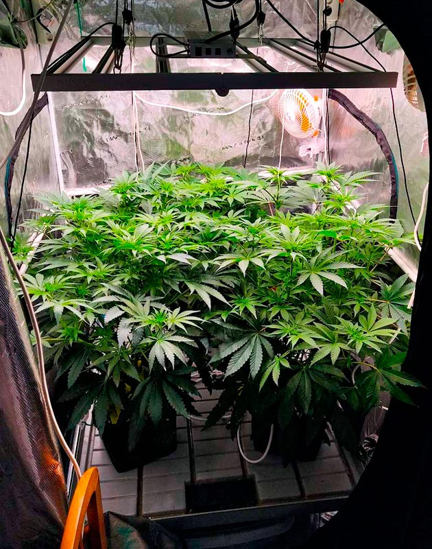 Легкий суперкроппинг куста Biscotti Mintz