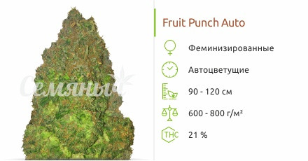Fruit Punch Auto от Heavyweight Seeds