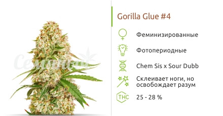 Gorilla Glue #4 от Cali Buds Seeds
