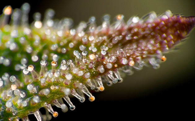 Визуальная оценка качества соцветий