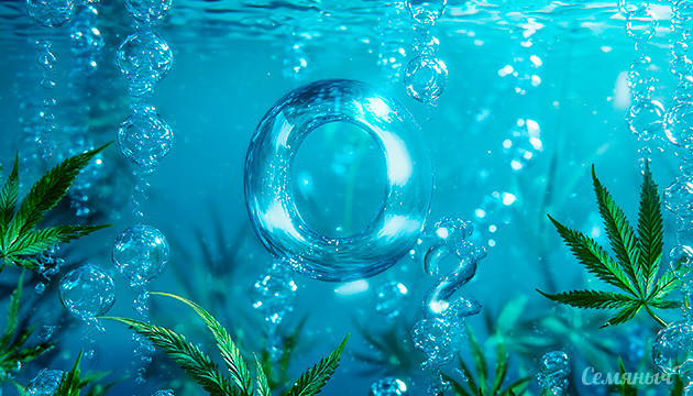 Важность кислорода для конопли