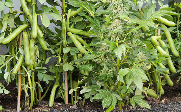 Естественная защита от ветра и непогоды