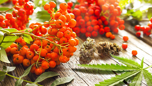 Лучшие сорта на осень Красная рябин и каннабис