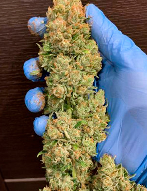 Большая плотная шишка