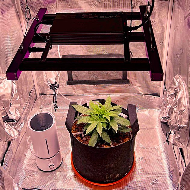 Конопля ростом 18 см