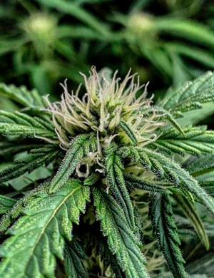 Соцветие конопли