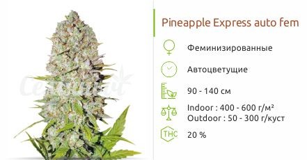 Pineapple Express auto fem от FastBuds