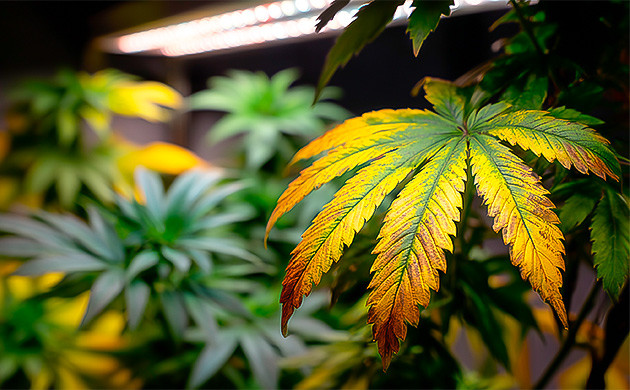 Подверженность интенсивному свету от ламп ведёт к деградации тканей листа Что такое световой ожог у каннабиса?