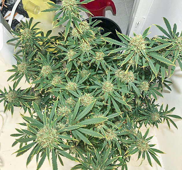 Листья с пожелтевшими краями