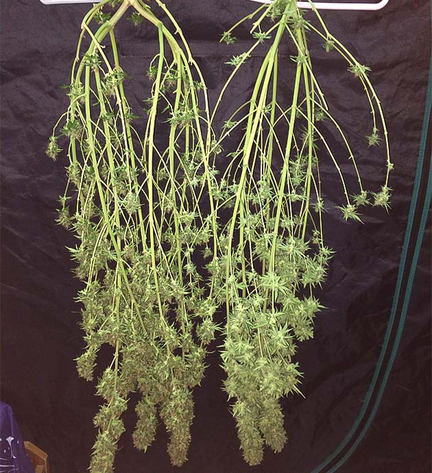 Процесс сушки: подготовка к финальному взвешиванию