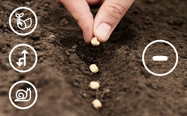 Минусы выращивания конопли из семян Высадка семян