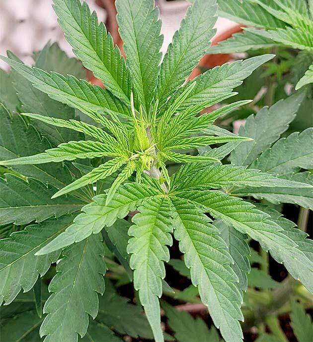 Формирование бутонов каннабиса на начальной стадии