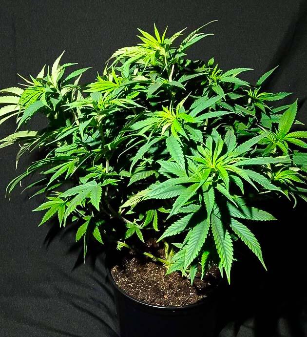 Куст Jealousy Kush на 6 неделе выращивания