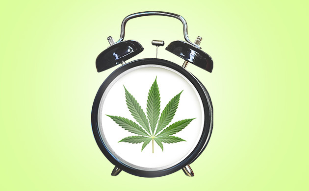 Автоцветущие сорта конопли