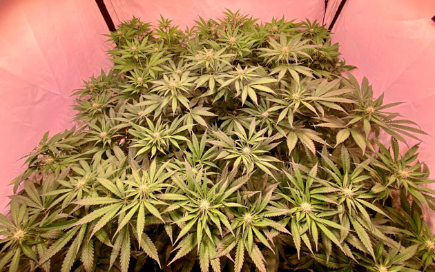 Orange Kush Cake R1 ростом 100 см