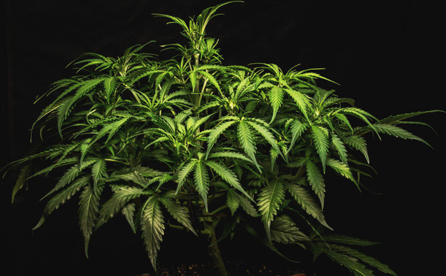 Увеличение дозировки удобрений Fish Mix и Voodoo Juice на 6 неделе гровинга Куст Lemon AK на 6 неделе выращивания