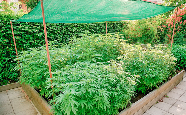 Особенности ухода за коноплёй в условиях жары и засухи