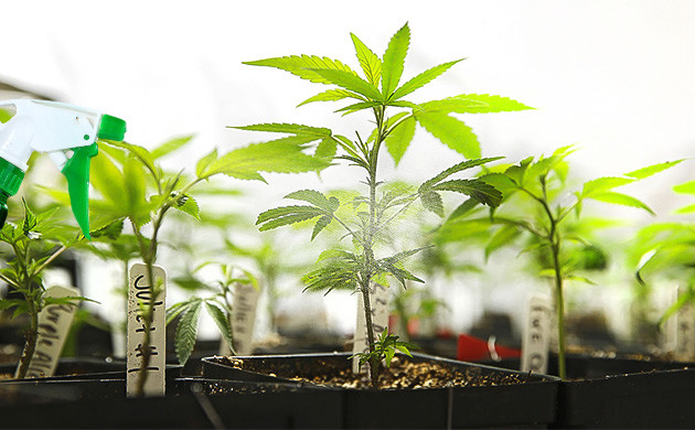 Уход за клонами конопли