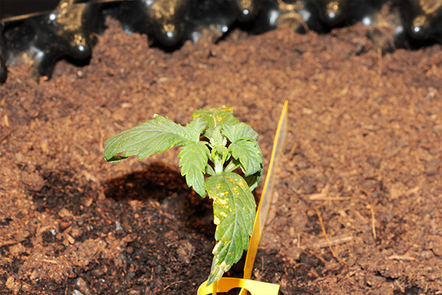 Проблемы с белокрылками на 2 неделе выращивания Листья кустика после ожога