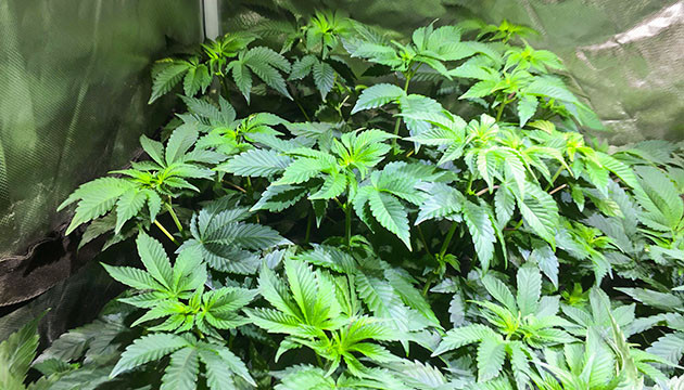 Куст Tropicanna Banana