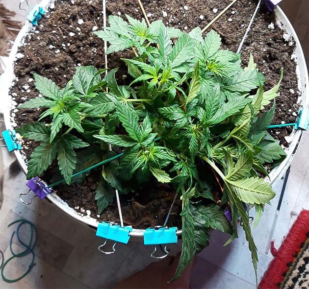 Кусты Kali Mist Auto в горшках