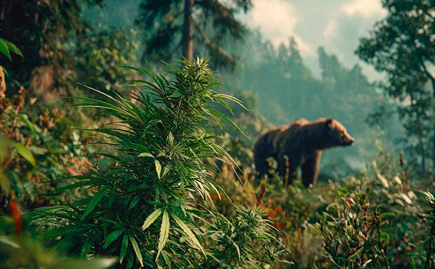 Рудералис: дикий северный вид каннабиса Сибирский рудералис