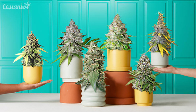 Подборка сортов марихуаны для индора Cорта конопли для индора