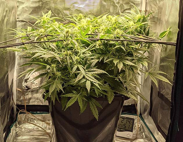 Развитие кустов на 7 неделе Куст на 7 неделе выращивания