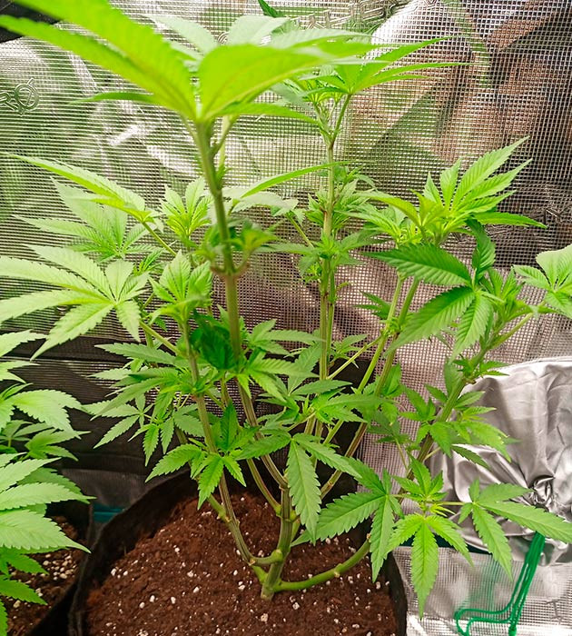 Каннабис ростом 50 см