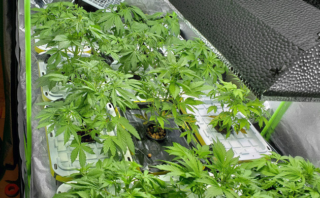 Рост кустов конопли на 4 неделе Кусты LSD Auto ростом 30 см