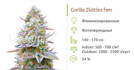 Сорт марихуаны Gorilla Zkittlez Gorilla Zkittlez от Barney's Farm