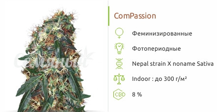 Compassion от Dutch Passion