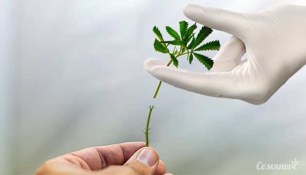 Инновационный метод увеличения урожайности Прививка клонов для повышения урожайности